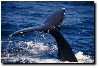 Humpback Fluke