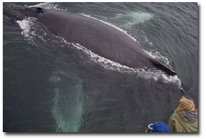 humpback whale
