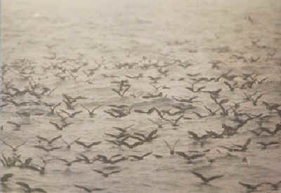 Pelagic Birds