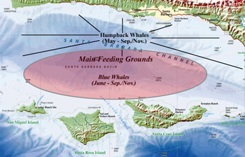 Blue and Humpback Feeding Grounds