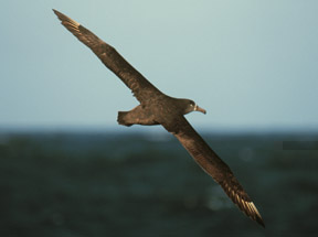 Soaring Bird