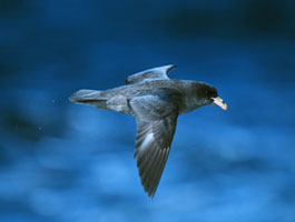Pelagic Bird