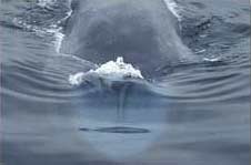 Blue Whale Head