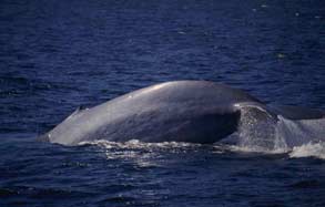 Blue Whale Fluke