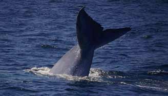 Blue Whale Fluke