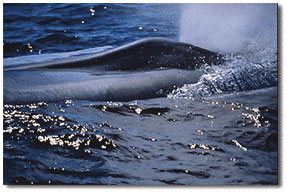 Blue Whale Blow