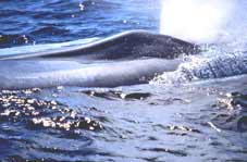 Blue Whale Blow