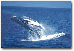 Humpback Breach