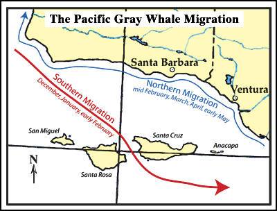 Gray Whale Migration Map
