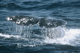 Gray Whale Fluke