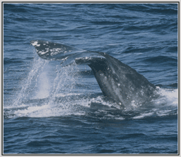 Gray Whale Fluke