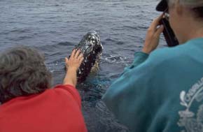 Humpback Friendly Approach
