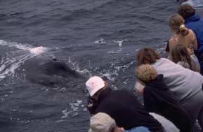 Humpback Friendly Approach