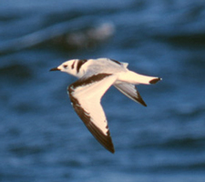 Pelagic Bird
