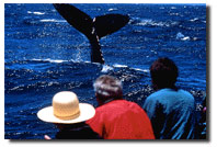 Humpback Fluke