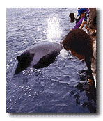 Humpback Whale